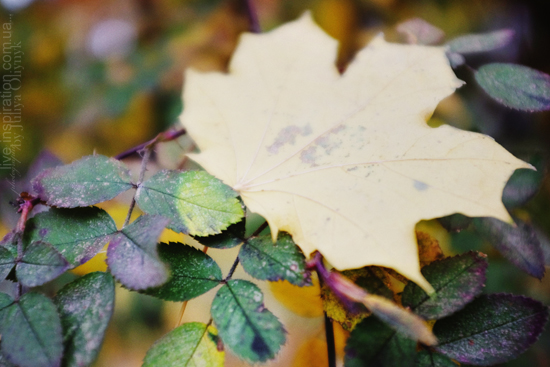 15.10.2013_autumn_x100s_2