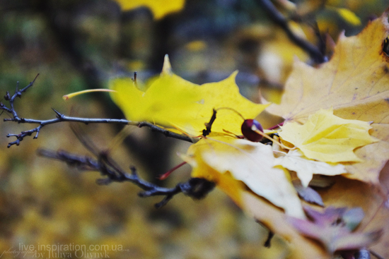 15.10.2013_autumn_x100s_3