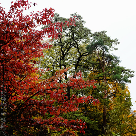 15.10.2013_autumn_x100s_7