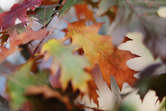 20.10.2013_park_pobedy_1