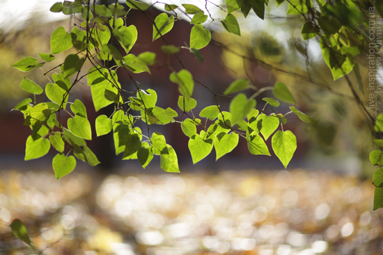 20.10.2013_park_pobedy_21