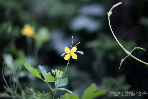 16.05.2014_three_days_in_garden_47