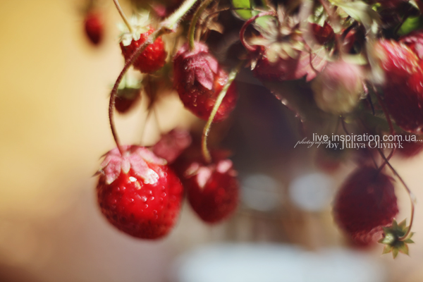 21.06.2014_strawberries_morning_6